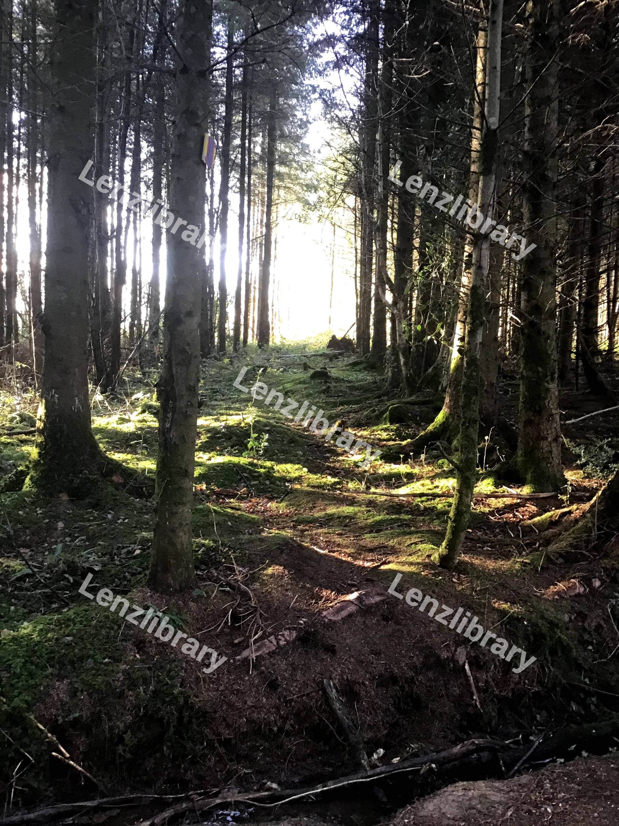 Woods